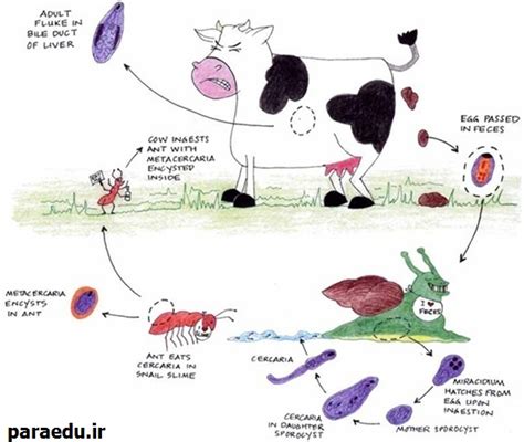 سیر تکاملی دیکروسلیوم دندریتیکوم Dicrocoelium dendriticum Life cycle | انگل شناسی پزشکی