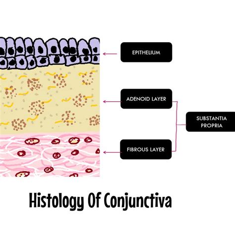 Conjunctiva: Anatomy and Physiology Overview - INSIGHT OPHTHALMOLOGY