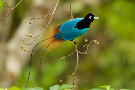 Male Blue Bird-of-Paradise (Paradisaea rudolphi) in a fruiting tree. Endangered Species (IUCN ...