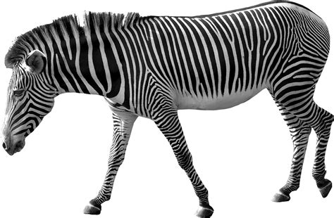 Zebra Clip art - Zebra PNG image png download - 1725*1130 - Free Transparent Zebra png Download ...