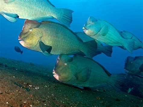 Aliens of the Ocean: Bumphead Parrotfish