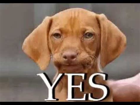 A dog is saying yes - YouTube