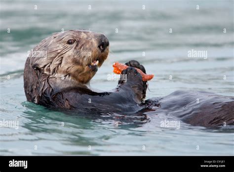 Sea Otter Eating Watermelon