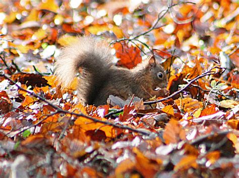 A life at the shoreline. .. by Jeff Copner : Squirrels in the leaves