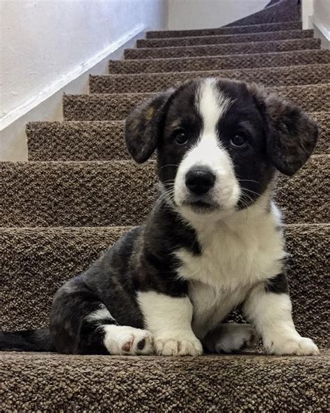 Adorable black & white corgi puppy! #cardigancorgi #corgipuppy #corgi # ...