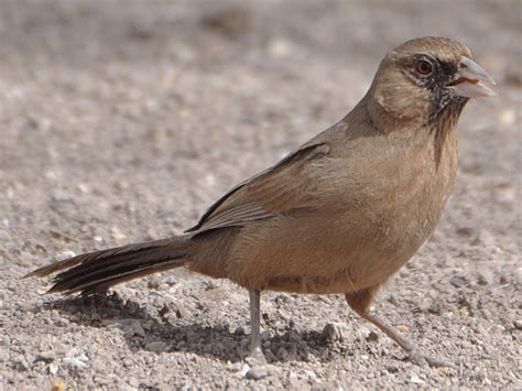 Abert’s Towhee parasitized nest – HollandWest