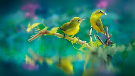 2048x1152 Beautiful Birds 2048x1152 Resolution HD 4k Wallpapers, Images ...