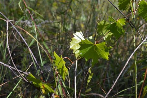 Vitis rotundifolia - Coastal Plain Plants Wiki