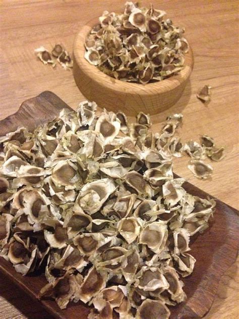 Wholesale Traditional Moringa Oleifera Seeds with a GREAT Germination Rate! (Medium seed to ...