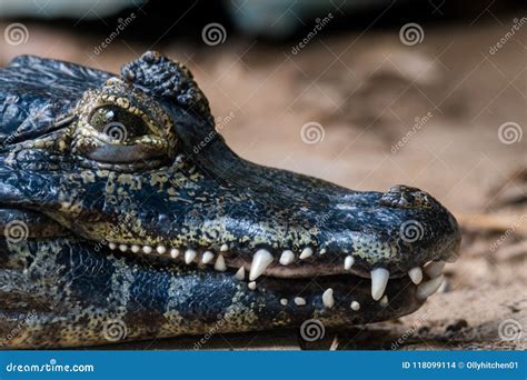 The Powerful Jaws of a Yacare Caiman Showing Off His Strong Teeth, Against a Background of Sand ...