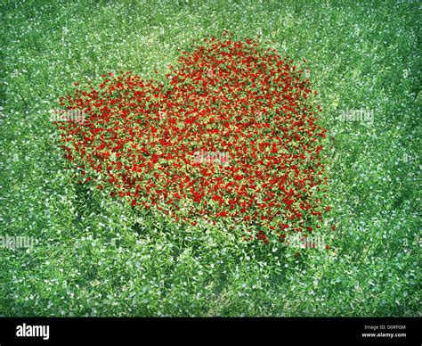 Meadow red heart shpaed flowers Stock Photo - Alamy