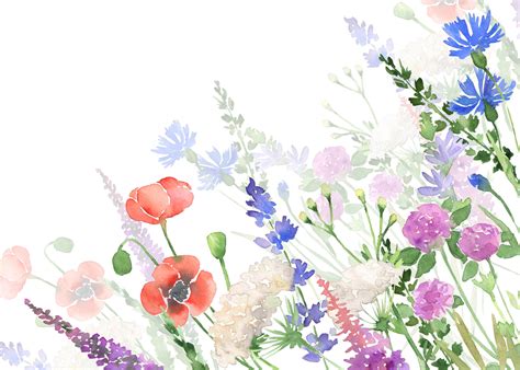 Watercolor Wildflowers clipart botanical floral files flowers clip art ...