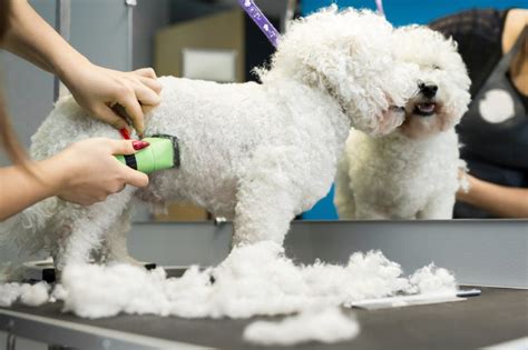 Bichon Frise Pros & Cons: What To Consider Before Bringing One Home ...