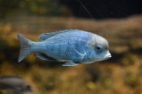 Blue Dolphin Cichlid Care Guide - Your Aquarium Place