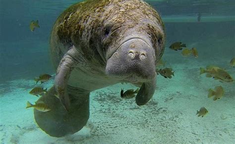 West Indian Manatee Facts, Habitat, Diet, Adaptations, Pictures