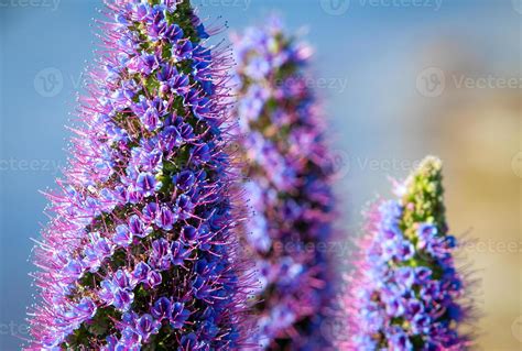 Pride of Madeira 20825331 Stock Photo at Vecteezy