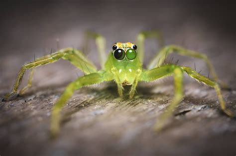 Magnolia Green Jumping Spider from my morning hike. I love their eyes ...