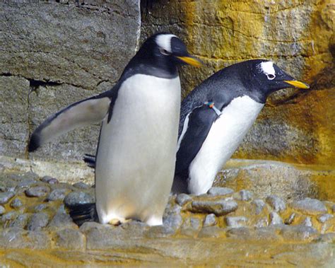 Aquarium in Chicago, Illinois - Travel Photos by Galen R Frysinger, Sheboygan, Wisconsin