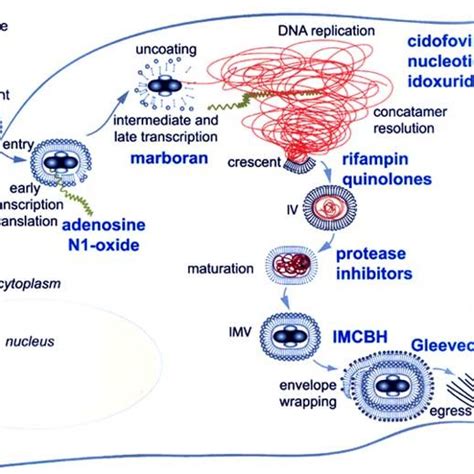 Inhibitors of the orthopoxvirus replication cycle. Virions enter the ...