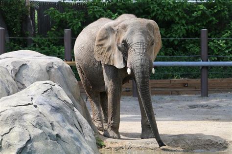 Roger Williams Park Zoo makes list of top 26 best zoos in the country ...