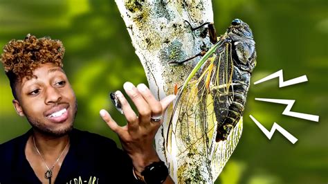 Watch Bug Expert Explains Why Cicadas Are So Loud | Currents | WIRED