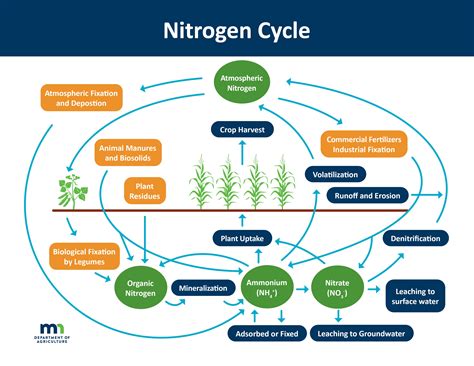 Nitrogen Management | Minnesota Department of Agriculture