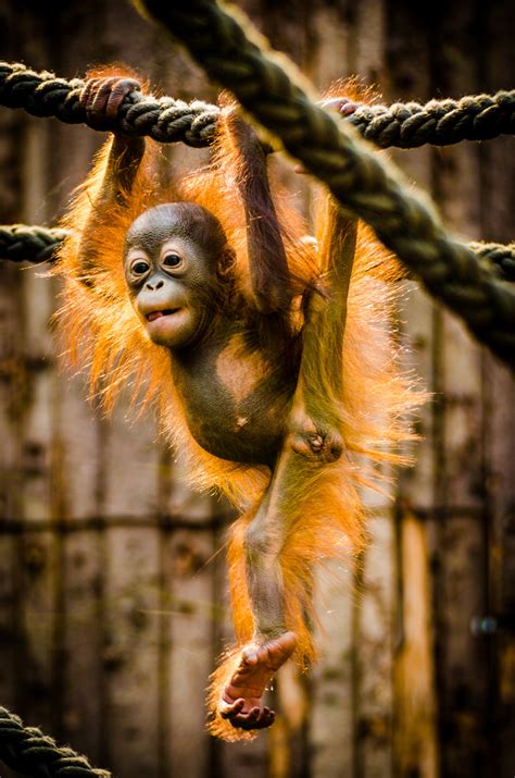 Orang Utan Baby Foto & Bild | tiere, zoo, wildpark & falknerei ...