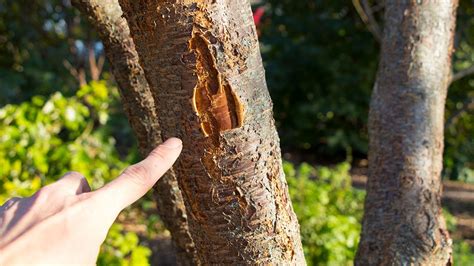 Why Do Fruit Trees Split, And How To Fix IT – Happily Natural