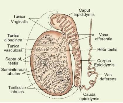 What is vasa efferentia?State its function and location. - Brainly.in