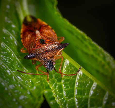 Macro Photography of Red Stink Bug Perched on Green Leaf · Free Stock Photo