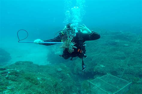 Lionfish Predators: What You Should Know - Lionfish Divers