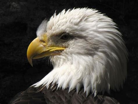 BALD EAGLE CLOSE UP | Wildlife | Pinterest | Bald eagle, Wildlife ...