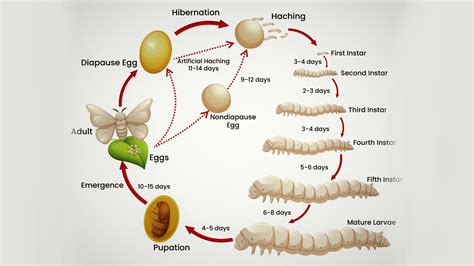 The Life Cycle Of Silk Worm In Stages Of Class 7 | My XXX Hot Girl