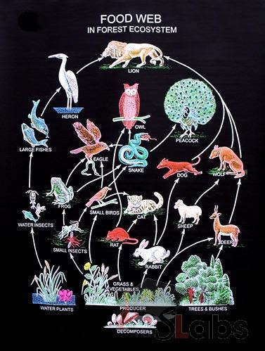 Food Web In Forest Ecosystem - Scholars Labs