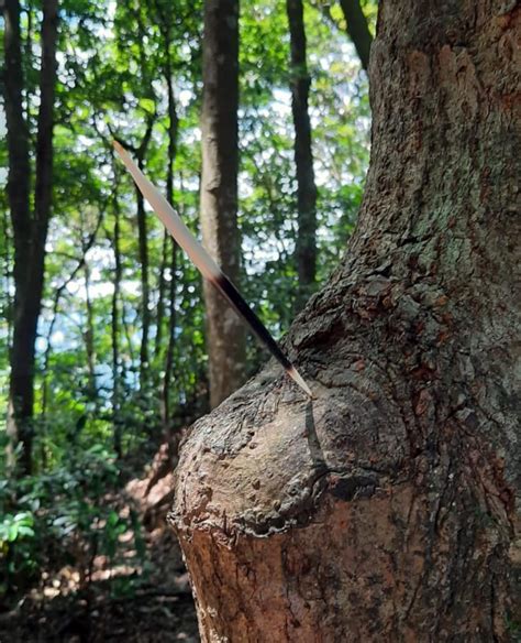 What is this spike growing on / embedded in the tree? : r/lifebytodd