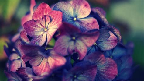 1920x1080 resolution | pink petaled flower, pink, purple, hydrangea ...