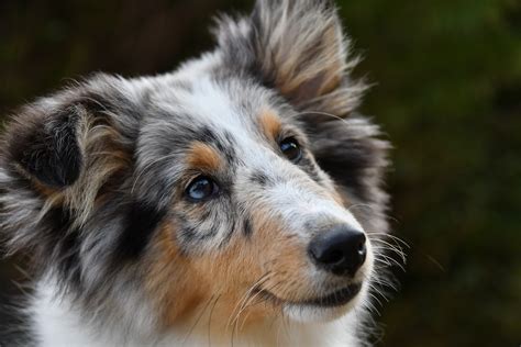 Shetland Sheepdog Breed: What You Have To Know