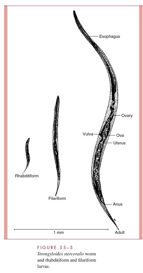 Strongyloides stercoralis : Parasitology