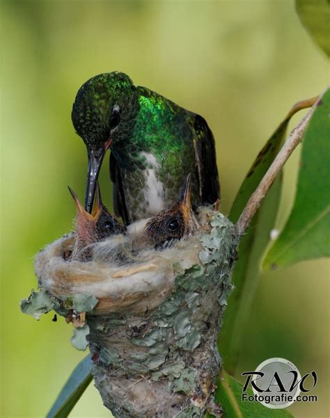 17 Best images about hummingbirds and feed on Pinterest