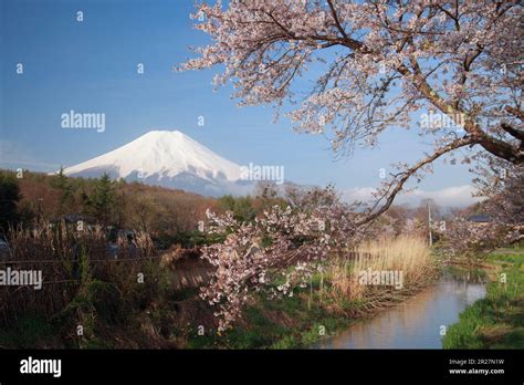 Mount Fuji with cherry blossom Stock Photo - Alamy