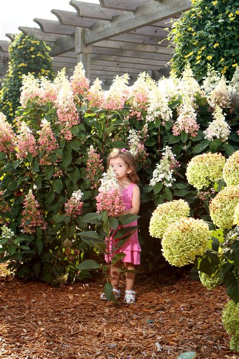 Pinky Winky® - Panicle Hydrangea - Hydrangea paniculata | Hydrangea paniculata, Hardy hydrangea ...