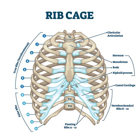 Intercostal Nerve Block - Albuquerque, NM: Modern Pain & Spine