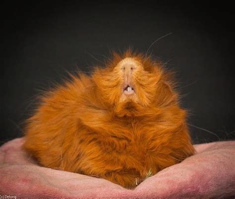 teefies!! guineapigculture.com Pig Teeth, Smile Teeth, Baby Guinea Pigs ...