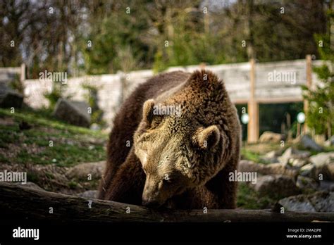 brown bear in the zoo Stock Photo - Alamy