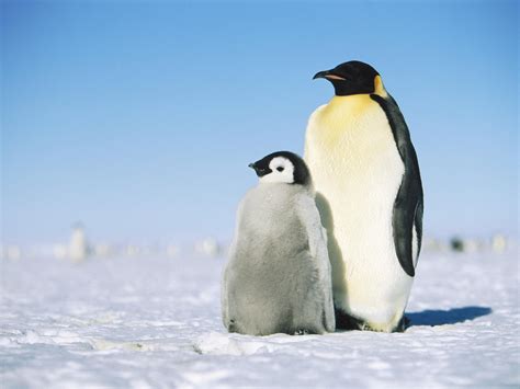 🔥 [61+] Emperor Penguin Wallpapers | WallpaperSafari