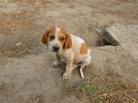 English Coonhound puppy photo | Coonhound puppy, English coonhound, Red ...