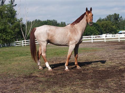 Red Roan Horse Photograph by Bonnie Sue Rauch - Fine Art America