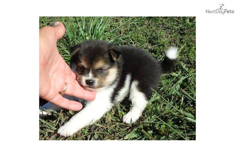 Meet Male a cute Shiba Inu puppy for sale for $1,125. Seth~ Tri color!!! Shipping Included