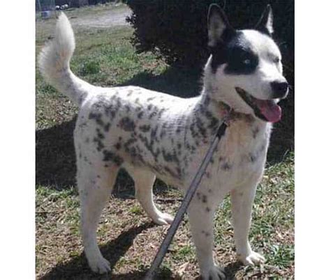 Dalmatian Husky Mix (Dalusky) Info, Pictures, & Facts | ZooAwesome