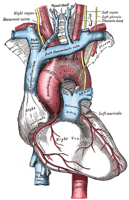 Great Vessel Anatomy